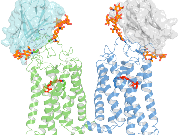 Crystal structure of two nanobodies binding to a rhodopsin dimer. 