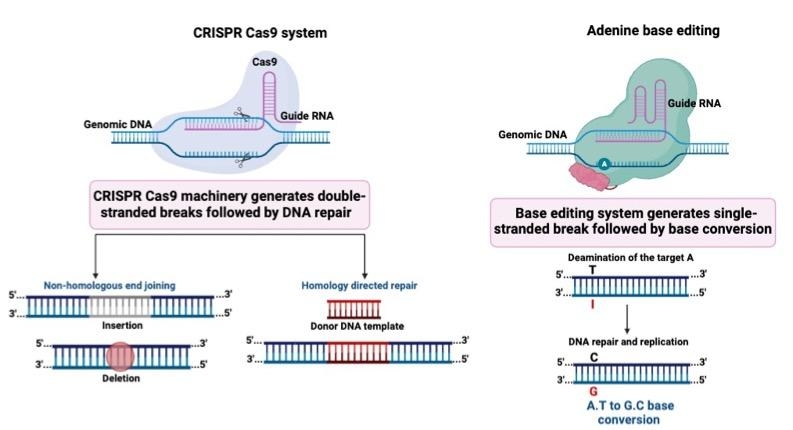 CRISPR/Cas9