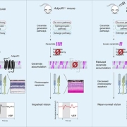 Graphical abstract of study