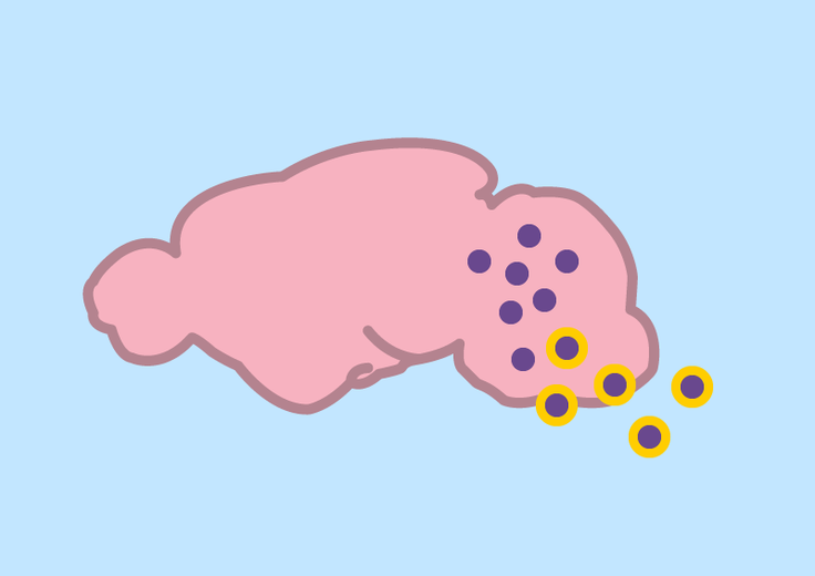 Researchers have developed virus-like particles that can deliver gene-editing cargo to cells, including those in the mouse brain.