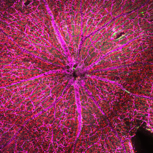 Merged multichannel retinal whole-mount image showing broad tissue coverage and cellular detail.