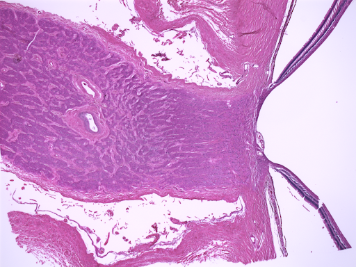 Representative output: H&E-stained ocular section.