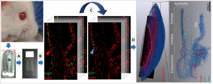  Immuno Tomography of the H2B-GFP mouse corneal limbus. (A) BMMA embedding of tissue. (B) Serial sectioning of BMMA block at 2µm. (C) Sequential immunostaining and high-resolution imaging before (D) high-res 3-D reconstruction. SOX9+ cells (red arrow) and mLESCs (blue arrow) are pointed out at the limbus epithelium.